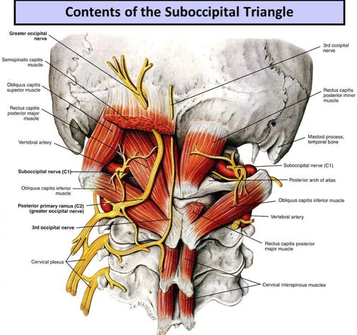 Contents of the Suboccipital Triangle