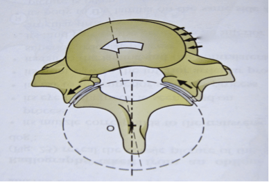 Description: thoracic spine vertebra.jpg