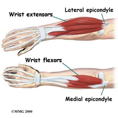 Forearm Muscles - Flexors and Extensors
