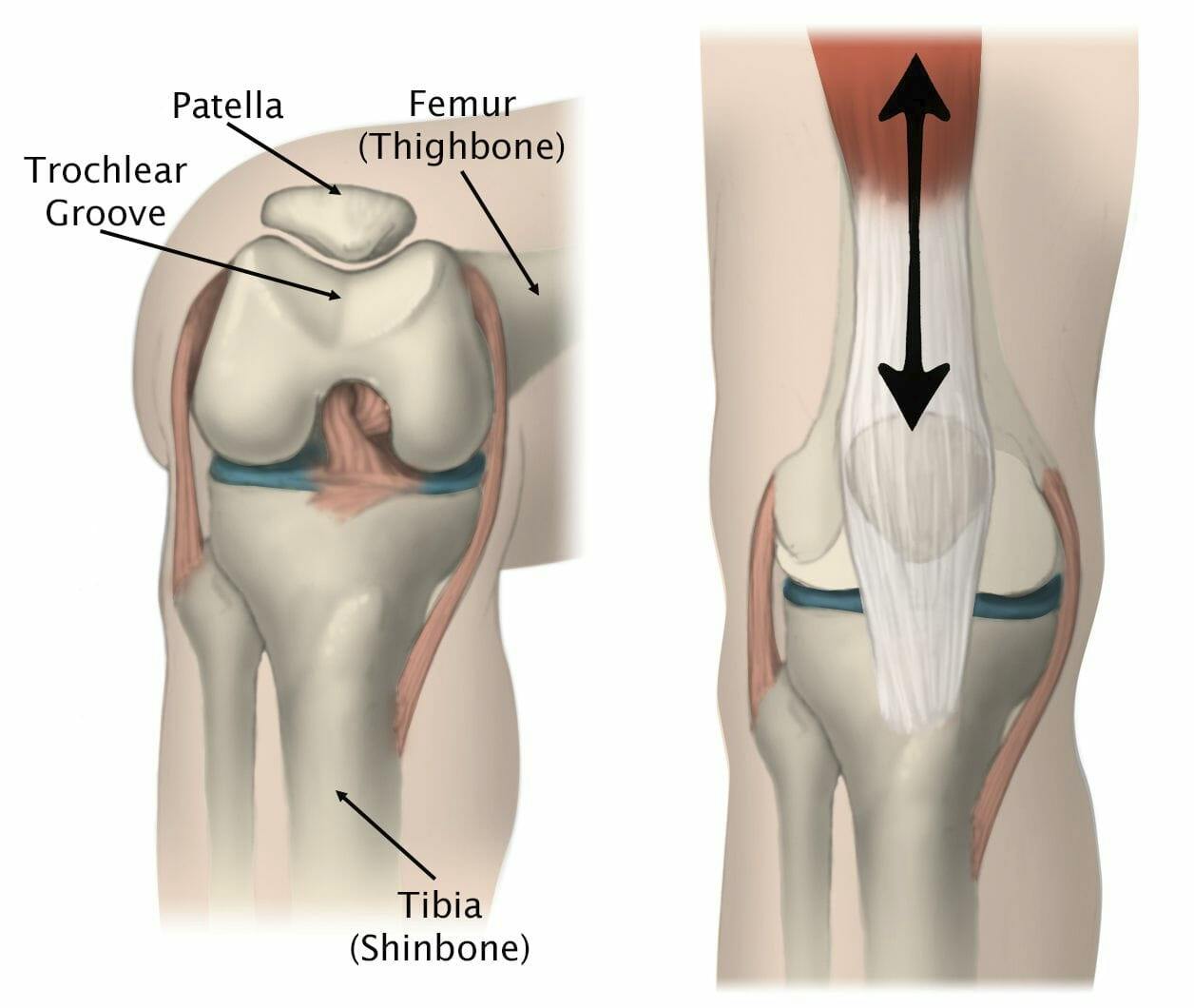 knee medical illustration patella