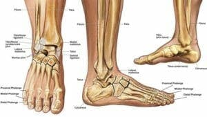 Anatomy of the Ankle