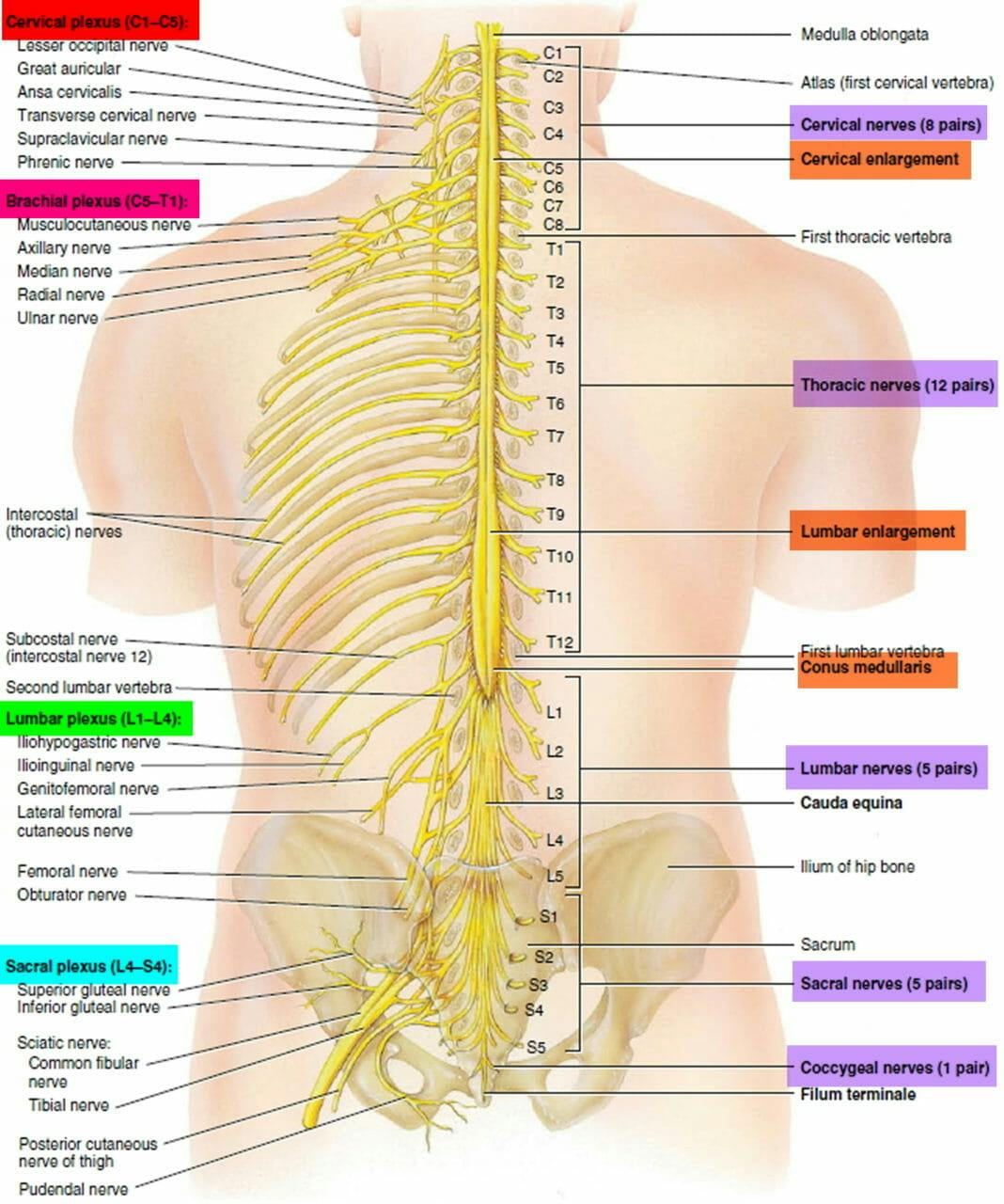 Spinal