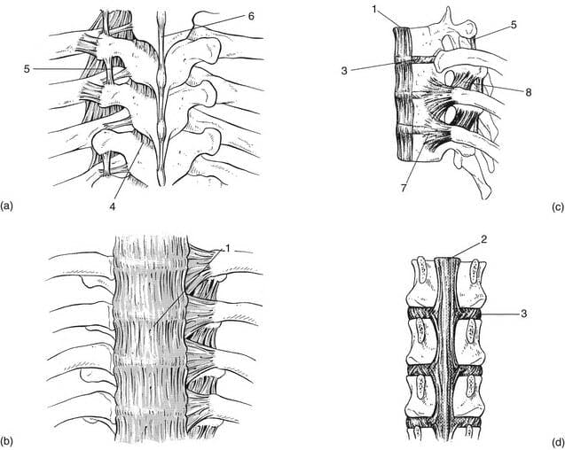 Spinal Ligaments - Medical Illustration Originally Sourced from Kenhub.com