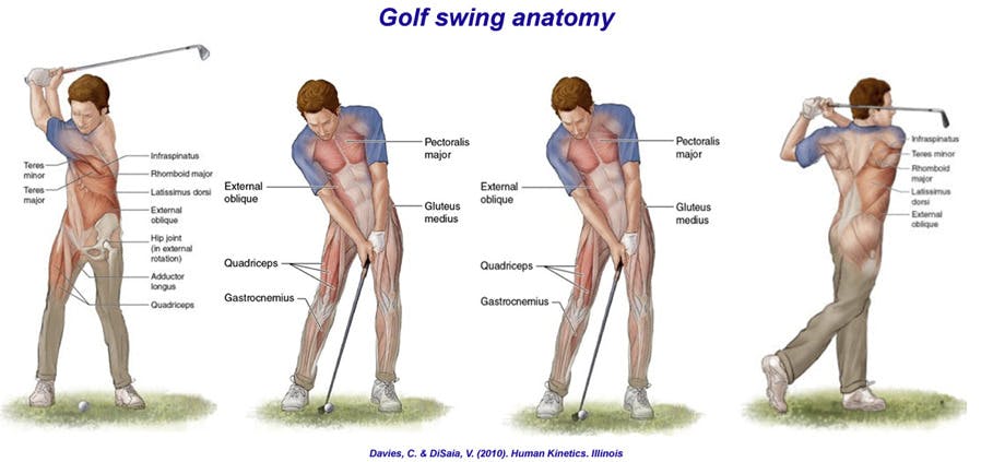 Muscles of the golf swing