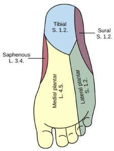 diagram of nerves in the foot