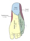 nerves in the bottom of the foot