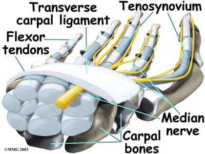 Anatomy of Carpal Tunnel