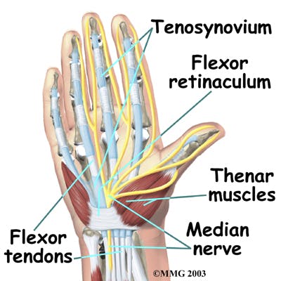 Diagram of Nerves and Muscles that are involved with opposition