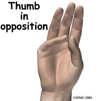 Diagram of Thumb in Opposition