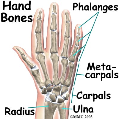 Diagram of Carpals