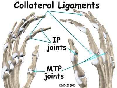 Diagram of Collateral Ligaments