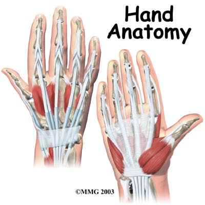 Diagram Hand Anatomy