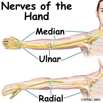 Diagram of the Nerves of the Hand