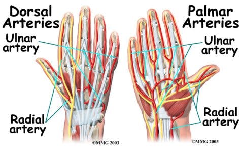 Diagram of Radial Artery