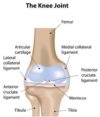 Knee Joint Anatomy