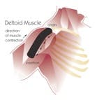 Deltoid Muscle