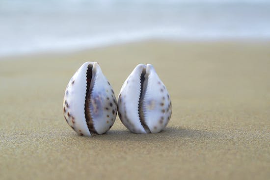 Two seashells in the sand