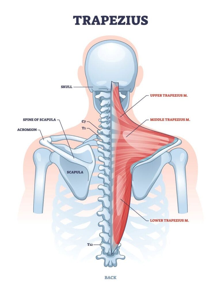 Upper and outlet lower trap exercises