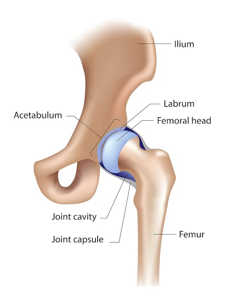 Hip Anatomy