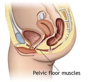 Pelvic floor muscles