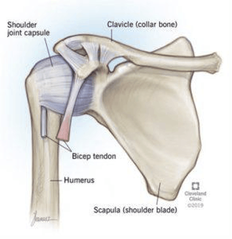 Anatomy of Shoulder